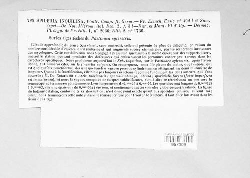 Diaporthe desmazieri image